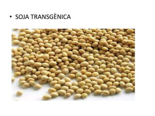 • SOJA TRANSGÈNICA
 