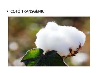 • COTÓ TRANSGÈNIC
 