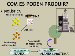COM ES PODEN PRODUIR?
 BIOLÍSTICA
PROTEINA

PLANTA

PLANTA + PROTEINA

 