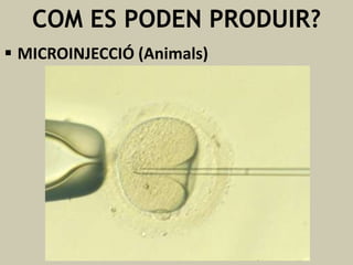 COM ES PODEN PRODUIR?
 MICROINJECCIÓ (Animals)

 