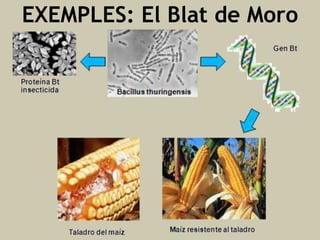 EXEMPLES: El Blat de Moro

 