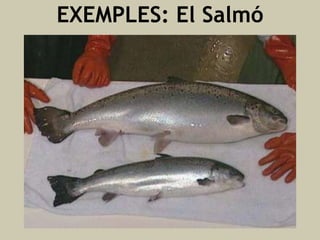 EXEMPLES: El Salmó

 