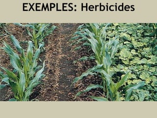 EXEMPLES: Herbicides

 