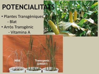 POTENCIALITATS
• Plantes Transgèniques
- Blat
• Arròs Transgènic
- Vitamina A

 
