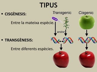 TIPUS
 CISGÈNESIS:
Entre la mateixa espècie.

 TRANSGÈNESIS:
Entre diferents espècies.

 