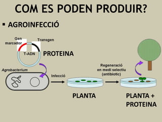 COM ES PODEN PRODUIR?
 AGROINFECCIÓ

PROTEINA

PLANTA

PLANTA +
PROTEINA

 