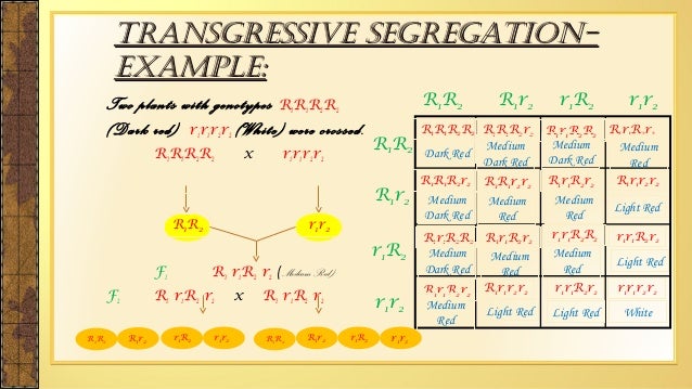 Transgressive Segregation Variability, Heritability And Transgressive