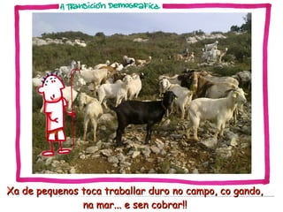 Xa de pequenos toca traballar duro no campo, co gando,
na mar... e sen cobrar!!

 