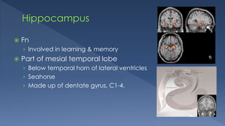  Fn
› Involved in learning & memory
 Part of mesial temporal lobe
› Below temporal horn of lateral ventricles
› Seahorse
› Made up of dentate gyrus, C1-4.
 