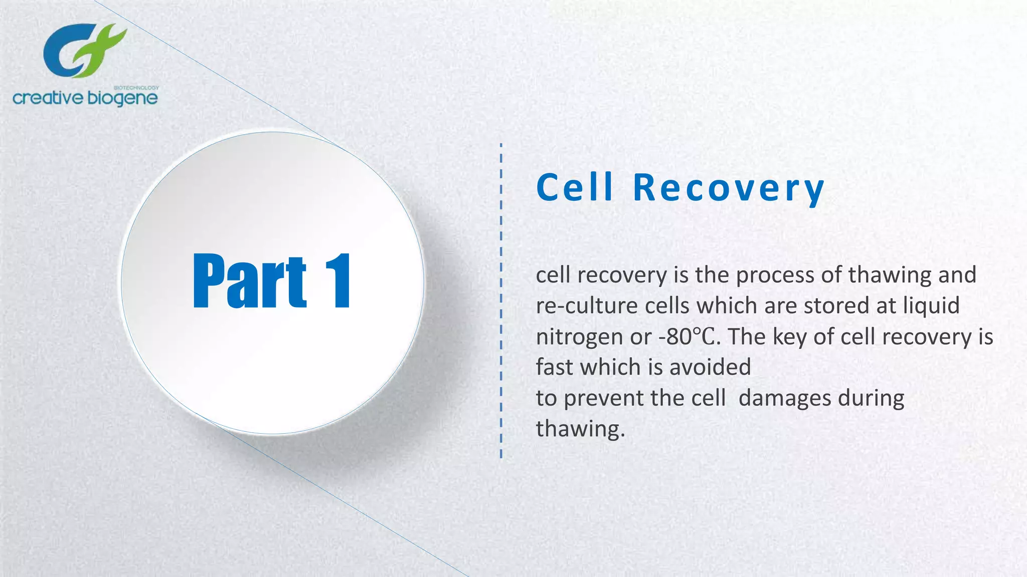 Part 1
Cell Recovery
cell recovery is the process of thawing and
re-culture cells which are stored at liquid
nitrogen or -80℃. The key of cell recovery is
fast which is avoided
to prevent the cell damages during
thawing.
 