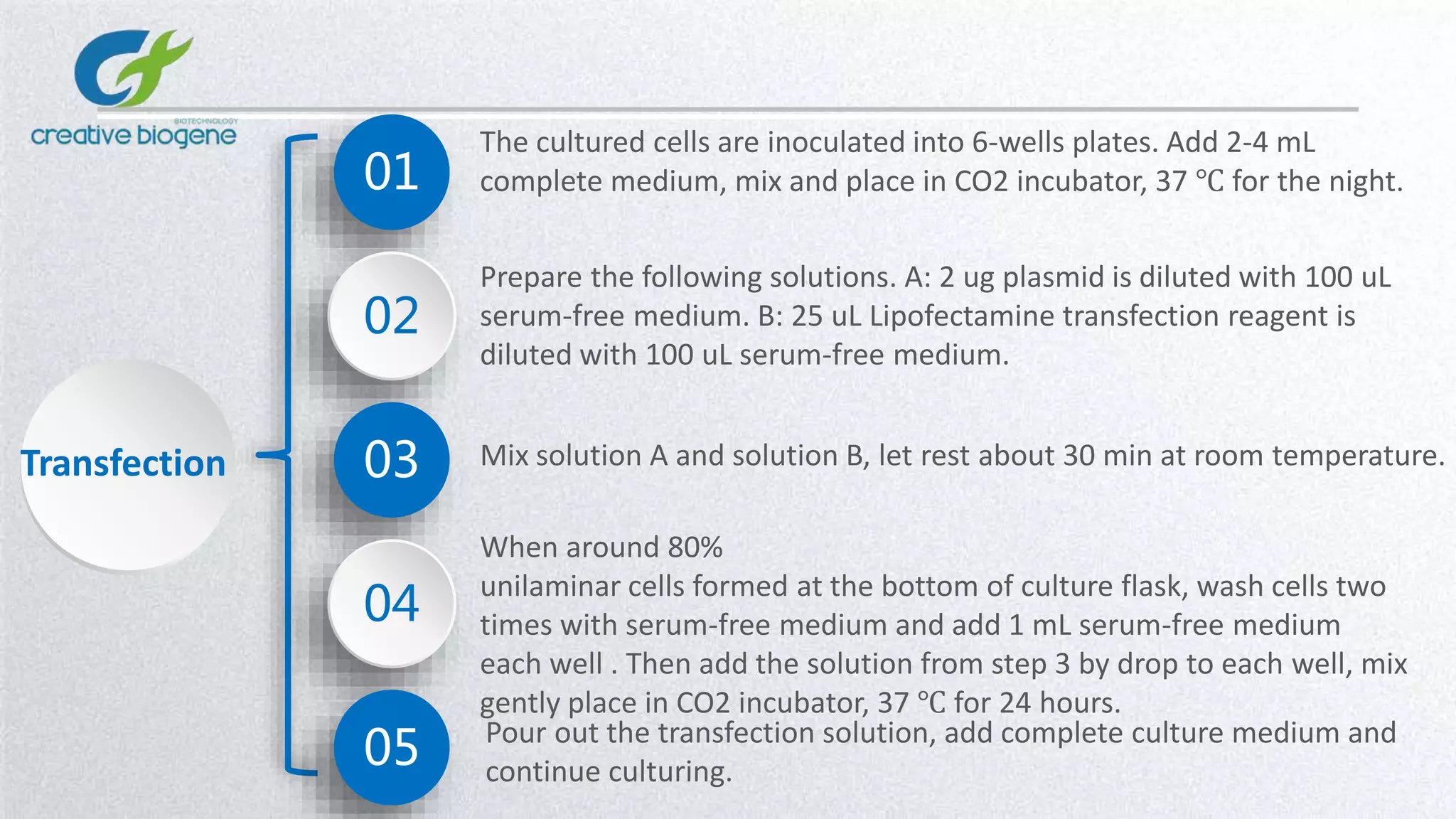 01
02
03
The cultured cells are inoculated into 6-wells plates. Add 2-4 mL
complete medium, mix and place in CO2 incubator, 37 ℃ for the night.
Prepare the following solutions. A: 2 ug plasmid is diluted with 100 uL
serum-free medium. B: 25 uL Lipofectamine transfection reagent is
diluted with 100 uL serum-free medium.
Mix solution A and solution B, let rest about 30 min at room temperature.Transfection
04
05
When around 80%
unilaminar cells formed at the bottom of culture flask, wash cells two
times with serum-free medium and add 1 mL serum-free medium
each well . Then add the solution from step 3 by drop to each well, mix
gently place in CO2 incubator, 37 ℃ for 24 hours.
Pour out the transfection solution, add complete culture medium and
continue culturing.
 