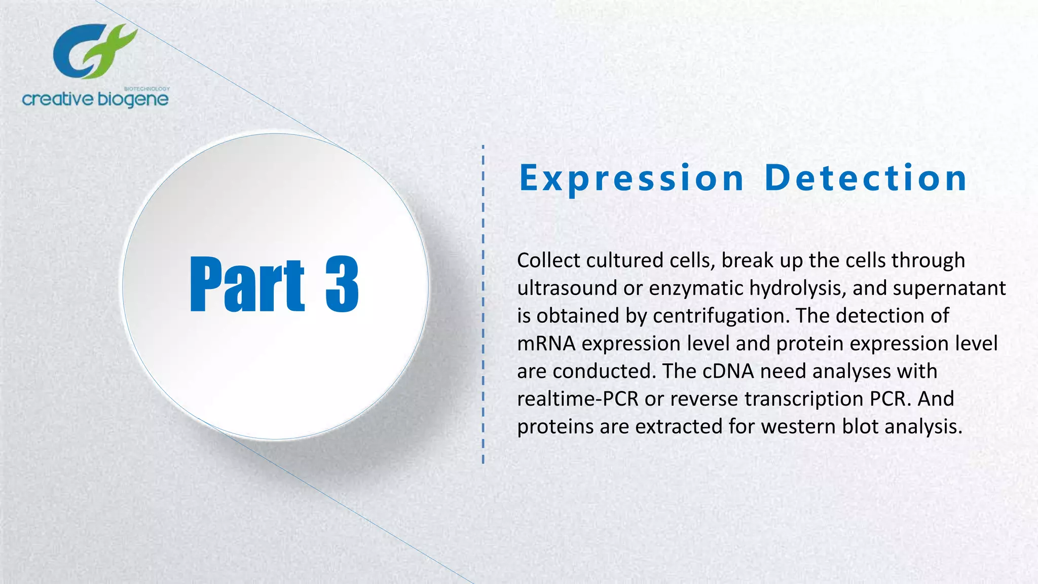 Part 3
Expression Detection
Collect cultured cells, break up the cells through
ultrasound or enzymatic hydrolysis, and supernatant
is obtained by centrifugation. The detection of
mRNA expression level and protein expression level
are conducted. The cDNA need analyses with
realtime-PCR or reverse transcription PCR. And
proteins are extracted for western blot analysis.
 