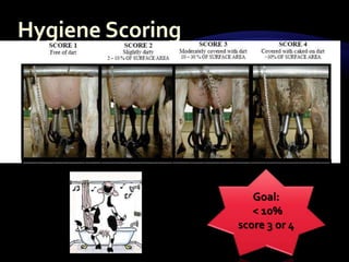 Transition Cow Index.pdf Transition Cow Observation | PPTX