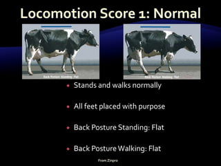  Stands and walks normally
 All feet placed with purpose
 Back Posture Standing: Flat
 Back PostureWalking: Flat
From Zinpro
 