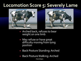  Arched back, refuses to bear
weight on one limb
 May refuse or have great
difficulty moving from lying
position
 Back Posture Standing: Arched
 Back PostureWalking:Arched
From Zinpro
 