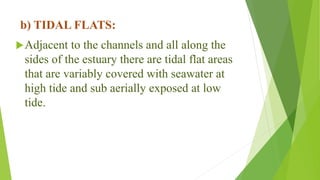 b) TIDAL FLATS:
Adjacent to the channels and all along the
sides of the estuary there are tidal flat areas
that are variably covered with seawater at
high tide and sub aerially exposed at low
tide.
 