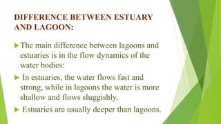 DIFFERENCE BETWEEN ESTUARY
AND LAGOON:
The main difference between lagoons and
estuaries is in the flow dynamics of the
water bodies:
 In estuaries, the water flows fast and
strong, while in lagoons the water is more
shallow and flows sluggishly.
 Estuaries are usually deeper than lagoons.
 