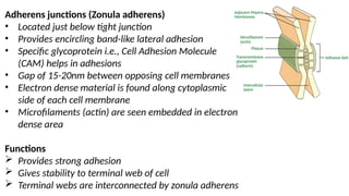 Transitional epithelium - Histology aspects | PPTX