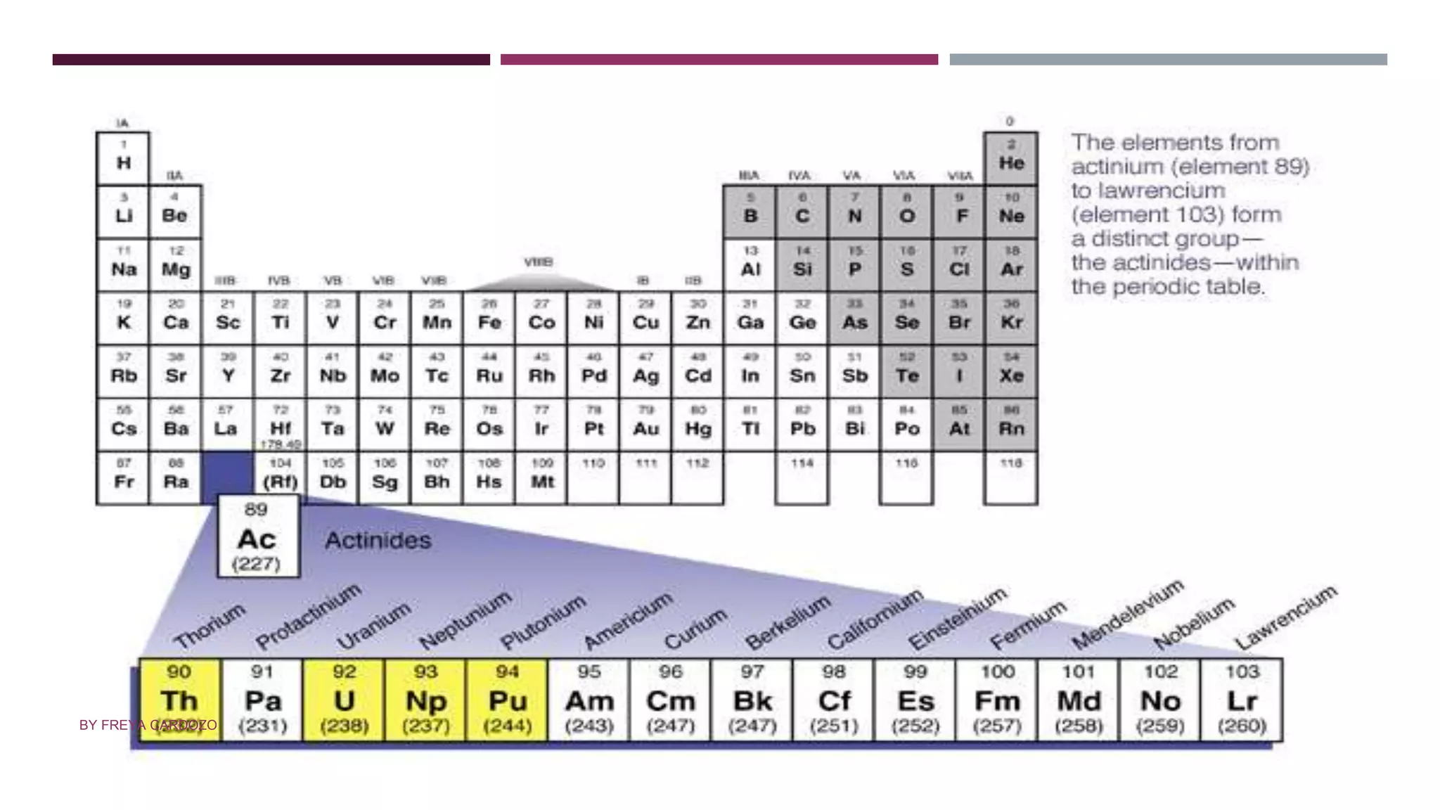 ACTINOIDS
BY FREYA CARDOZO
 