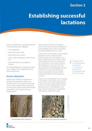 11
	 Transition Cow Management:
Ian Lean and Peter DeGaris 	 A review for nutritional professionals, veterinarians and farm advisers
The key to establishing successful lactations lies
in overcoming five main challenges:
•	 rumen adaptation;
•	 reduced dry matter intake;
•	 higher demands for calcium;
•	 impact of lipid mobilisation on liver function;
and
•	 demands of the foetus and udder for
nutrients.
An integrated approach to managing transition
cows is needed if these challenges are to be
dealt with effectively.
Rumen adaptation
Despite recent changes in management to
provide more energy dense rations in the
transition period, dry cow rations will continue
to have a lower energy density than lactating
cow rations and a lower content of fermentable
carbohydrate, even in pasture-dominant
feeding systems.
There is evidence that part of the adaptive
process in the rumen involves the elongation of
ruminal papillae and an increase in absorptive
area of the papillae (Dirksen et al. 1985).
Further, there is a need to allow rumen microbial
populations to form a stable ecosystem
based on greater activity of amylolytic, that is
starch-utilising bacteria. These bacteria, which
include Streptococcus bovis and Lactobacillus
spp., produce lactic acid, a strong acid which
can markedly lower rumen pH. Lactic acid-
utilising bacteria, including Megasphera elsdenii,
Selenomonas ruminatum and Vionella spp,
produce propionate from lactate, thereby
moderating the effects of starch feeding on
rumen pH.
A failure to successfully adapt rumen physiology
to diets higher in starch places the cow at risk
of sub-acute ruminal acidosis (SARA) and lactic
acidosis. It has been suggested that the lower
absorptive area of ruminal epithelium may
reduce the rate of absorption of volatile fatty
acids and lactic acid from the rumen.
!	 Changes to rumen
microbial populations
are quite rapid
(7 to 10 days). Full
development of
ruminal papillae takes
longer (3 to 6 weeks).
Section 2
Establishing successful
lactations
Ruminal papillae before adaptation.
Photographs
courtesy
of
Veterinary
Pathology
Unit
at
the
University
of
Melbourne.
Ruminal papillae hypertrophy after adaptation.
 