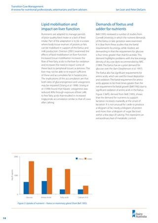 14
Transition Cow Management: 	
A review for nutritional professionals, veterinarians and farm advisers	 Ian Lean and Peter DeGaris
Lipid mobilisation and
impact on liver function
Ruminants are adapted to manage periods
of poor-quality feed intake or a lack of feed
intake. Part of the adaptation is to be in a state
where body tissue reserves of protein or fats
can be mobilised in support of the foetus and
milk production. Overton (2001) examined the
effects of lipid mobilisation on liver function.
Increased tissue mobilisation increases the
flow of free fatty acids to the liver for oxidation
and increases the need to export some of
these back to peripheral tissues as ketones. The
liver may not be able to re-export sufficient
of these and accumulates fat in hepatocytes.
The implications of this accumulation are that
both rates of gluconeogenesis and ureagenesis
may be impaired (Strang et al. 1998). Strang et
al. (1998) found that hepatic ureagenesis was
reduced 40% through exposure of liver cells
to free fatty acids that resulted in increased
triglyceride accumulation similar to that of cows
after calving.
Figure 3: Uptake of nutrients – foetus vs mammary gland (from Bell 1995).
0
1000
2000
Uptake
g/day
Glucose Amino Acids Fatty acids Calcium X10
Uterus Udder
Demands of foetus and
udder for nutrients
Bell (1995) reviewed a number of studies from
Cornell University in which the nutrient demands
of the foetus in late gestation were examined.
It is clear from these studies that the foetal
requirements for energy, while modest, are
demanding in that the requirement for glucose
is four times greater than that for acetate. This
demand highlights problems with the low energy
density of dry cow diets recommended by NRC
(1989). The foetus has an a priori demand for
glucose over the dam (Stephenson et al. 1997).
The foetus also has significant requirements for
amino acids, which are used for tissue deposition
and oxidation. The foetal requirement for amino
acids appears to be three times greater than the
net requirement for foetal growth (Bell 1995) due to
significant oxidation of amino acids in the foetus.
Figure 3 (left), derived from Bell (1995), shows
that the demand for nutrients to support
lactation increases markedly at the onset of
lactation. It is not unusual for cattle to produce
a kilogram of fat, nearly a kilogram of protein
and more than a kilogram of sugar (lactose)
within a few days of calving. This represents an
extraordinary feat of metabolic control.
 