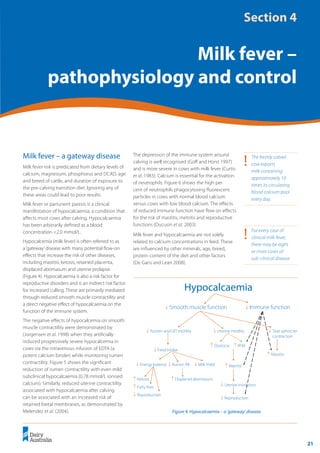 21
	 Transition Cow Management:
Ian Lean and Peter DeGaris 	 A review for nutritional professionals, veterinarians and farm advisers
Milk fever – a gateway disease
Milk fever risk is predicated from dietary levels of
calcium, magnesium, phosphorus and DCAD, age
and breed of cattle, and duration of exposure to
the pre-calving transition diet. Ignoring any of
these areas could lead to poor results.
Milk fever or parturient paresis is a clinical
manifestation of hypocalcaemia, a condition that
affects most cows after calving. Hypocalcaemia
has been arbitrarily defined as a blood
concentration <2.0 mmol/L.
Hypocalcemia (milk fever) is often referred to as
a‘gateway’disease with many potential flow-on
effects that increase the risk of other diseases,
including mastitis, ketosis, retained placenta,
displaced abomasum and uterine prolapse.
(Figure 4). Hypocalcaemia is also a risk factor for
reproductive disorders and is an indirect risk factor
for increased culling. These are primarily mediated
through reduced smooth muscle contractility and
a direct negative effect of hypocalcaemia on the
function of the immune system.
The negative effects of hypocalcemia on smooth
muscle contractility were demonstrated by
(Jorgensen et al. 1998) when they artificially
induced progressively severe hypocalcemia in
cows via the intravenous infusion of EDTA (a
potent calcium binder) while monitoring rumen
contractility. Figure 5 shows the significant
reduction of rumen contractility with even mild
subclinical hypocalcaemia (0.78 mmol/L ionised
calcium). Similarly, reduced uterine contractility
associated with hypocalcaemia after calving
can be associated with an increased risk of
retained foetal membranes, as demonstrated by
Melendez et al. (2004).
The depression of the immune system around
calving is well recognised (Goff and Horst 1997)
and is more severe in cows with milk fever (Curtis
et al. 1983). Calcium is essential for the activation
of neutrophils. Figure 6 shows the high per
cent of neutrophils phagocytosing fluorescent
particles in cows with normal blood calcium
versus cows with low blood calcium. The effects
of reduced immune function have flow on effects
for the risk of mastitis, metritis and reproductive
functions (Ducusin et al. 2003).
Milk fever and hypocalcaemia are not solely
related to calcium concentrations in feed. These
are influenced by other minerals, age, breed,
protein content of the diet and other factors
(De Garis and Lean 2008).
!	 The freshly calved
cow exports
milk containing
approximately 10
times its circulating
blood calcium pool
every day.
Section 4
Milk fever –
pathophysiology and control
Figure 4: Hypocalcaemia – a ‘gateway’ disease.
Hypocalcaemia
↓ Smooth muscle function
↓ Rumen and GIT motility
↓ Immune function
↓ Uterine motility ↓ Teat sphincter
contraction
↓ Feed Intake
↓ Energy balance ↓ Rumen fill
↑ Ketosis
↑ Fatty liver
↓ Reproduction
↑ Displaced abomasum
↓ Milk Yield
↑ Dystocia ↑ RFM
↓ Uterine involution
↑ Metritis
↓ Reproduction
↑ Mastitis
!	 For every case of
clinical milk fever,
there may be eight
or more cases of
sub-clinical disease.
 