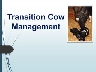 Transition Cow
Management
 
