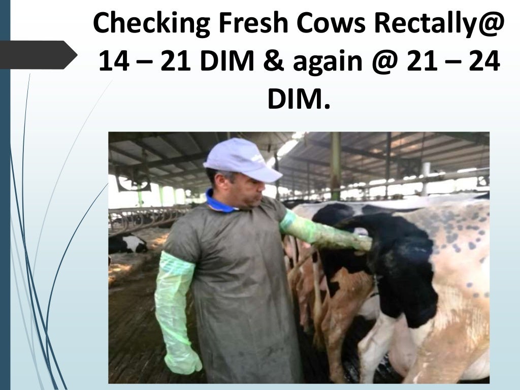 Transition cow management