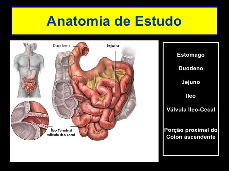 Anatomia de Estudo Estomago Duodeno Jejuno Ileo Válvula Ileo-Cecal Porção proximal do Cólon ascendente 