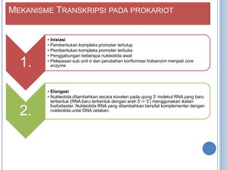 MEKANISME TRANSKRIPSI PADA PROKARIOT

1.
2.

• Inisiasi
• Pembentukan kompleks promoter tertutup
• Pembentukan kompleks promoter terbuka
• Penggabungan beberapa nukleotida awal
• Pelepasan sub unit σ dan perubahan konformasi holoenzim menjadi core
enzyme

• Elongasi
• Nukleotida ditambahkan secara kovalen pada ujung 3’ molekul RNA yang baru
terbentuk (RNA baru terbentuk dengan arah 5’-> 3’) menggunakan ikatan
fosfodiester. Nukleotida RNA yang ditambahkan bersifat komplementer dengan
nukleotida untai DNA cetakan.

 