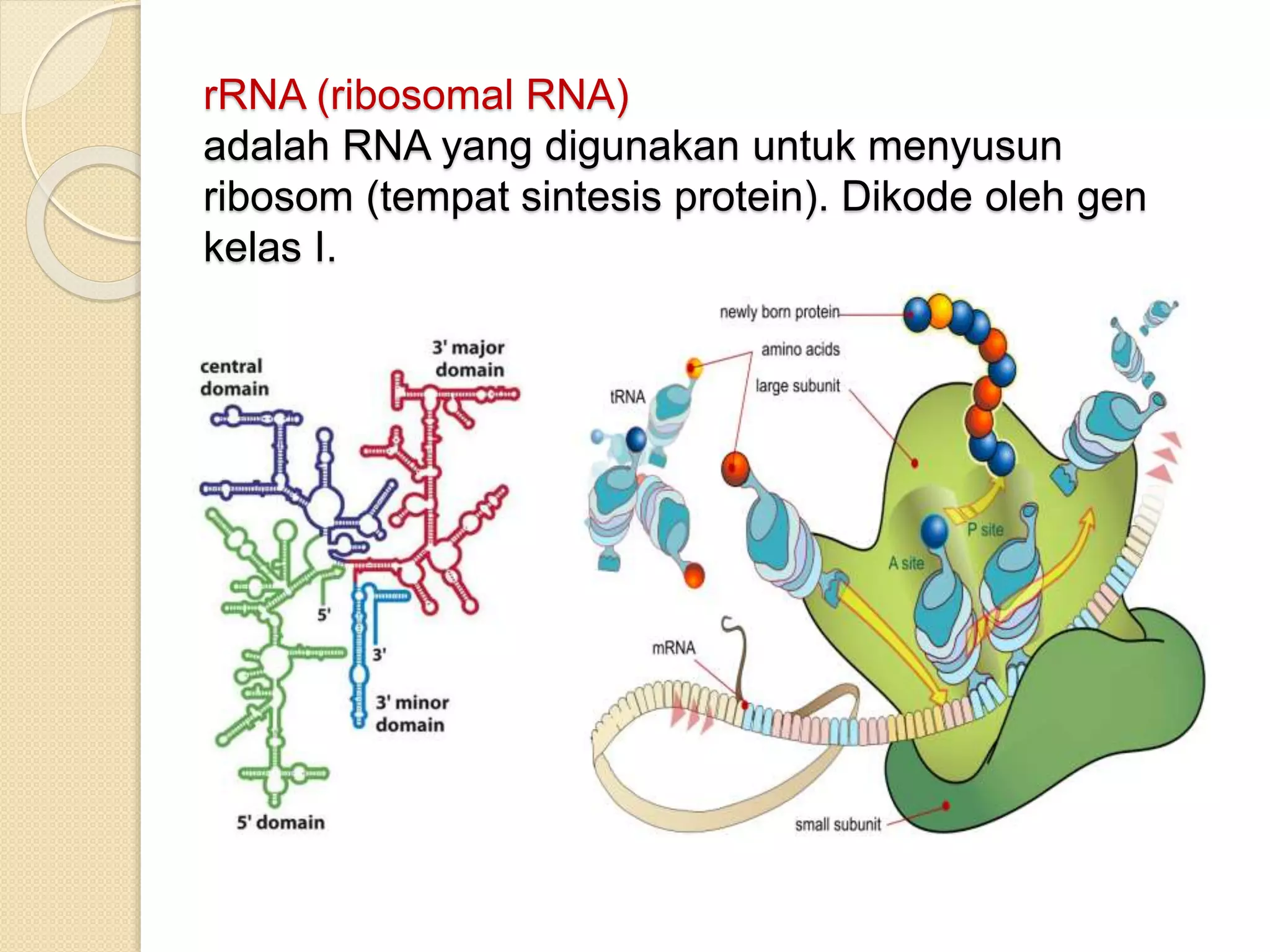 Transkripsi & Translasi | PPTX