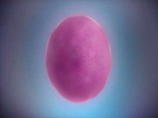 Transkripsi & Translasi