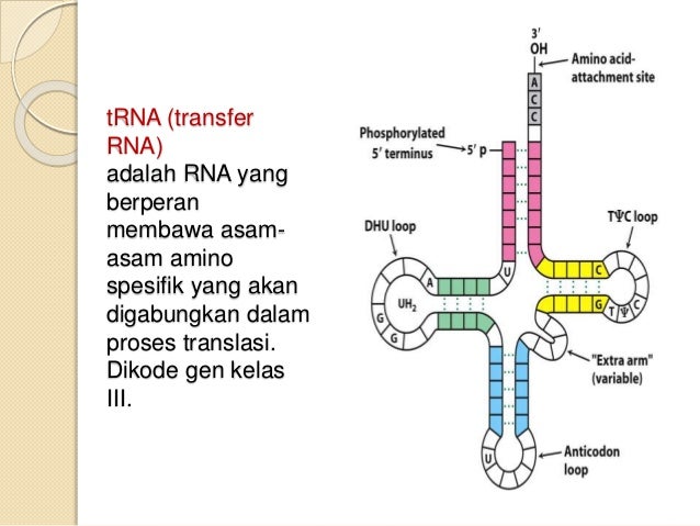 Transkripsi Translasi Transkripsi Translasi
