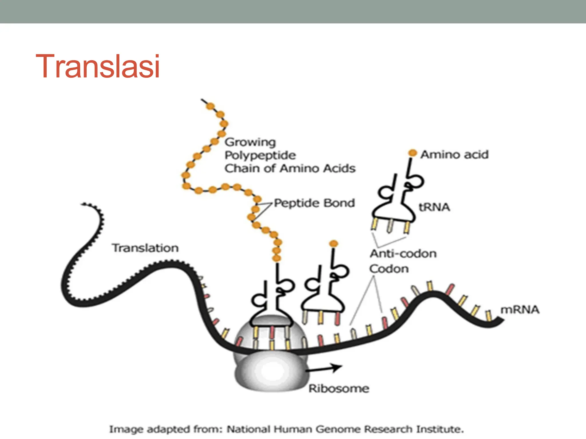 TRANSKRIPSI TRANSLASI DNA OK.pdf