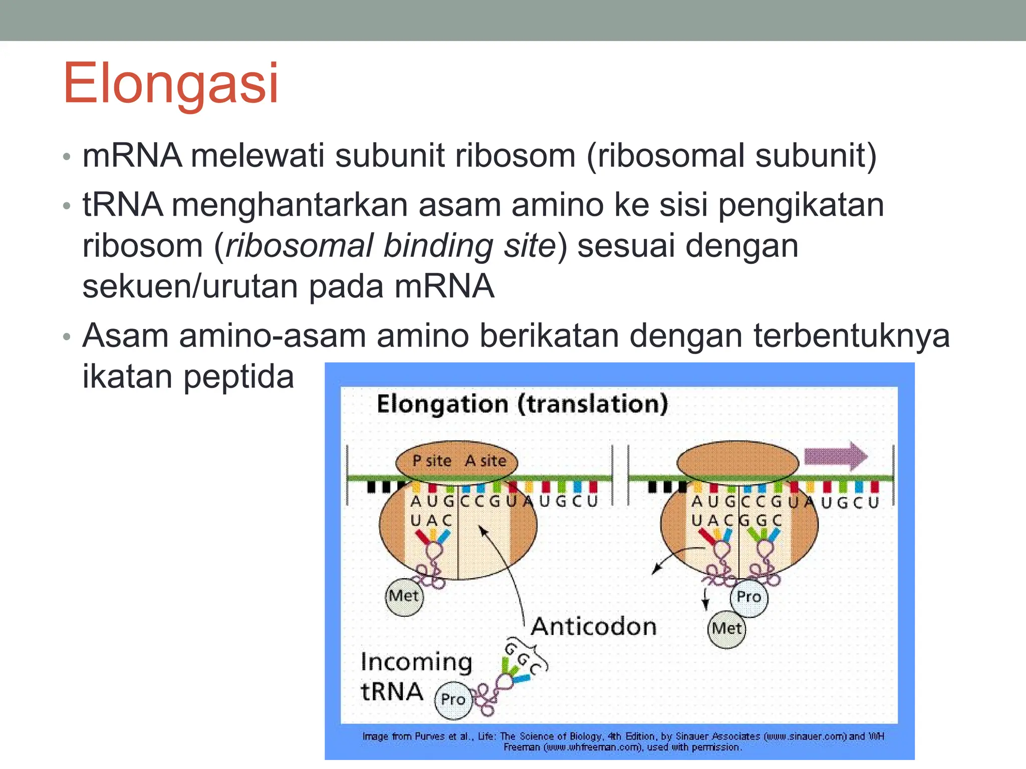 TRANSKRIPSI TRANSLASI DNA OK.pdf
