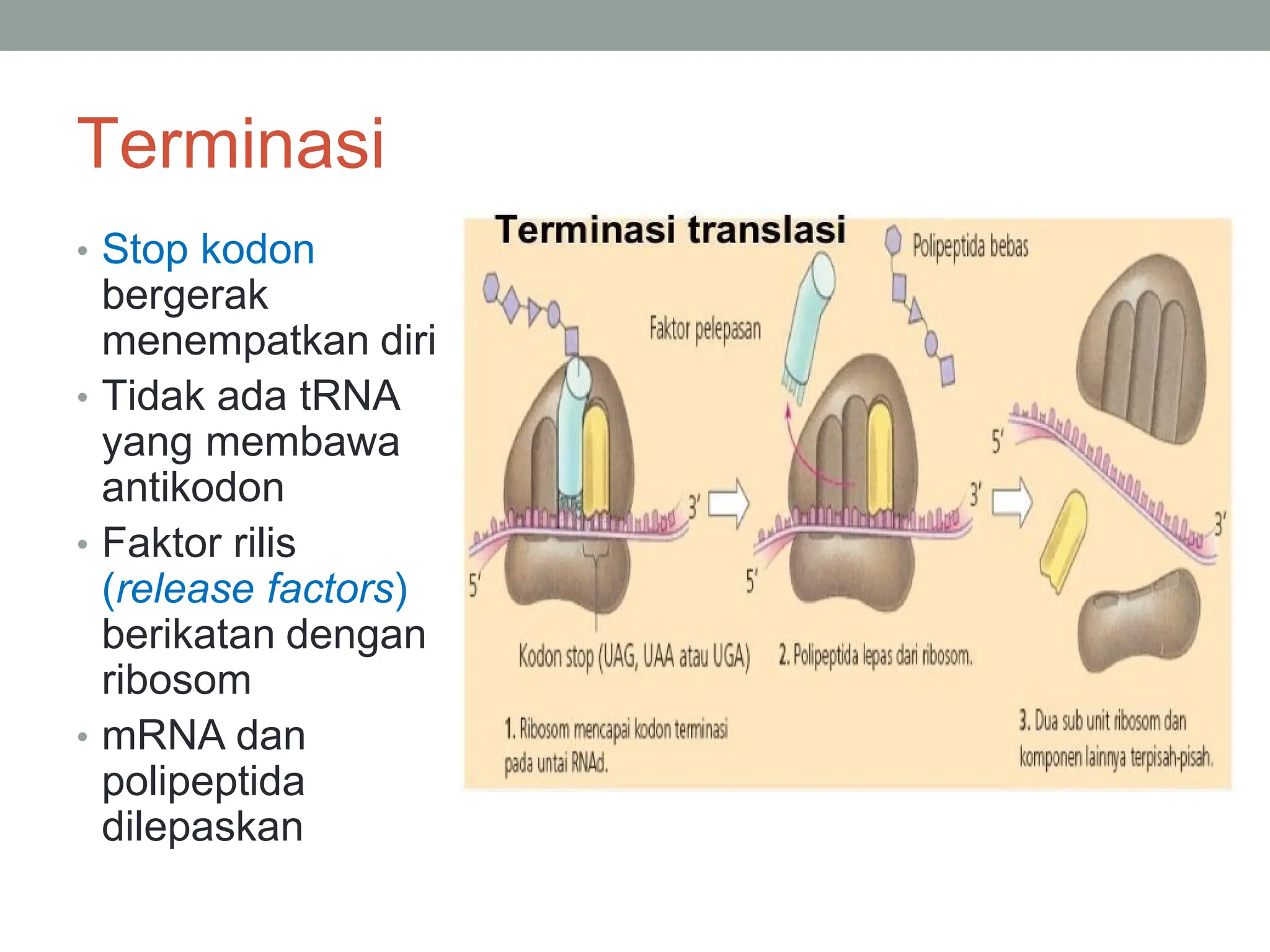 TRANSKRIPSI TRANSLASI DNA OK.pdf