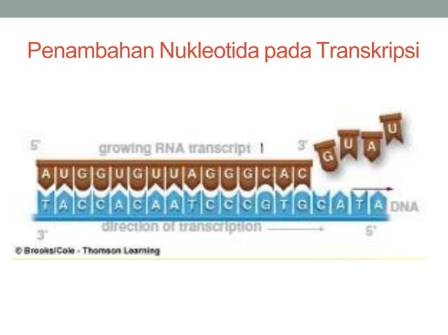 TRANSKRIPSI TRANSLASI DNA OK.pdf