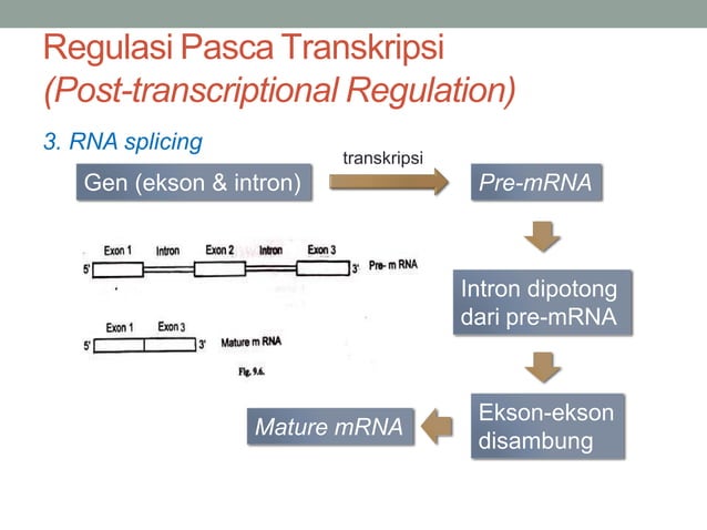 TRANSKRIPSI TRANSLASI DNA OK.pdf