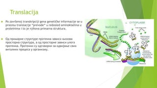 Translacija | PPT
