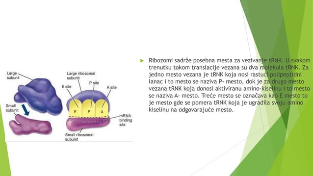 Translacija | PPT