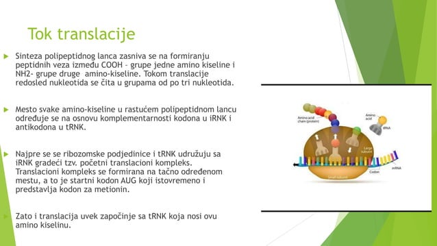 Translacija | PPT