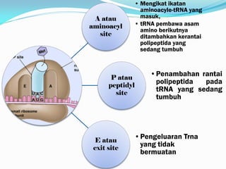 A atau
aminoacyl
site
• Mengikat ikatan
aminoacyle-tRNA yang
masuk,
• tRNA pembawa asam
amino berikutnya
ditambahkan kerantai
polipeptida yang
sedang tumbuh
P atau
peptidyl
site
•Penambahan rantai
polipeptida pada
tRNA yang sedang
tumbuh
E atau
exit site
•Pengeluaran Trna
yang tidak
bermuatan
 