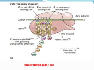 Struktur ribosom pada E. coli
 
