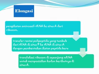 Elongasi
pengikatan aminoasil-tRNA ke situs A dari
ribosom,
transfer rantai polipeptida yang tumbuh
dari tRNA di situs P ke tRNA di situs A
dengan pembentukan ikatan peptida baru
translokasi ribosom di sepanjang mRNA
untuk memposisikan kodon berikutnya di
situs A.
 