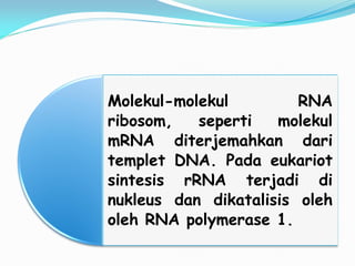 Molekul-molekul RNA
ribosom, seperti molekul
mRNA diterjemahkan dari
templet DNA. Pada eukariot
sintesis rRNA terjadi di
nukleus dan dikatalisis oleh
oleh RNA polymerase 1.
 