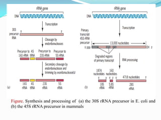 Figure. Synthesis and processing of (a) the 30S rRNA precursor in E. coli and
(b) the 45S rRNA precursor in mammals
 