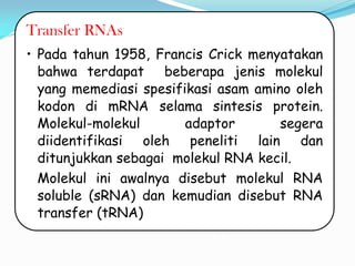 Transfer RNAs
• Pada tahun 1958, Francis Crick menyatakan
bahwa terdapat beberapa jenis molekul
yang memediasi spesifikasi asam amino oleh
kodon di mRNA selama sintesis protein.
Molekul-molekul adaptor segera
diidentifikasi oleh peneliti lain dan
ditunjukkan sebagai molekul RNA kecil.
Molekul ini awalnya disebut molekul RNA
soluble (sRNA) dan kemudian disebut RNA
transfer (tRNA)
 