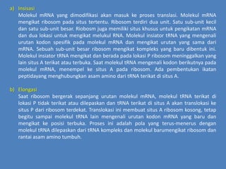 Translasi DNA | PPTX