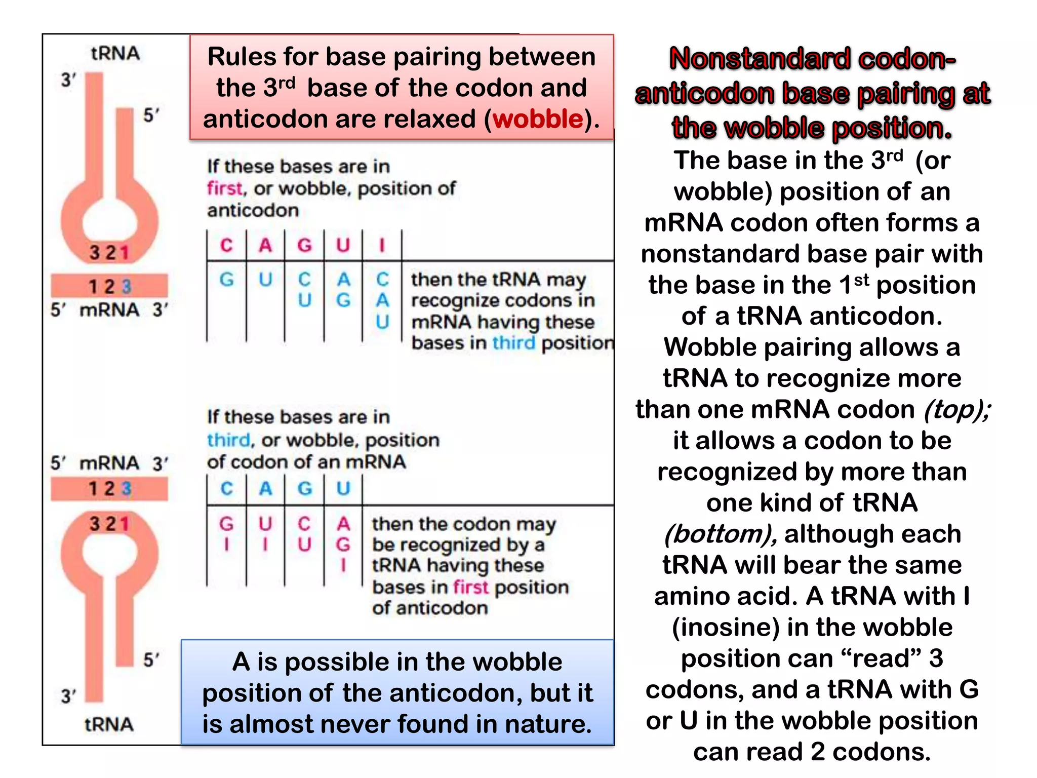 Rules for base pairing between
 the 3rd base of the codon and
anticodon are relaxed (wobble).
                                        The base in the 3rd (or
                                        wobble) position of an
                                     mRNA codon often forms a
                                     nonstandard base pair with
                                     the base in the 1st position
                                         of a tRNA anticodon.
                                       Wobble pairing allows a
                                       tRNA to recognize more
                                    than one mRNA codon (top);
                                        it allows a codon to be
                                      recognized by more than
                                            one kind of tRNA
                                       (bottom), although each
                                       tRNA will bear the same
                                      amino acid. A tRNA with I
                                        (inosine) in the wobble
   A is possible in the wobble           position can “read” 3
position of the anticodon, but it    codons, and a tRNA with G
is almost never found in nature.     or U in the wobble position
                                           can read 2 codons.
 