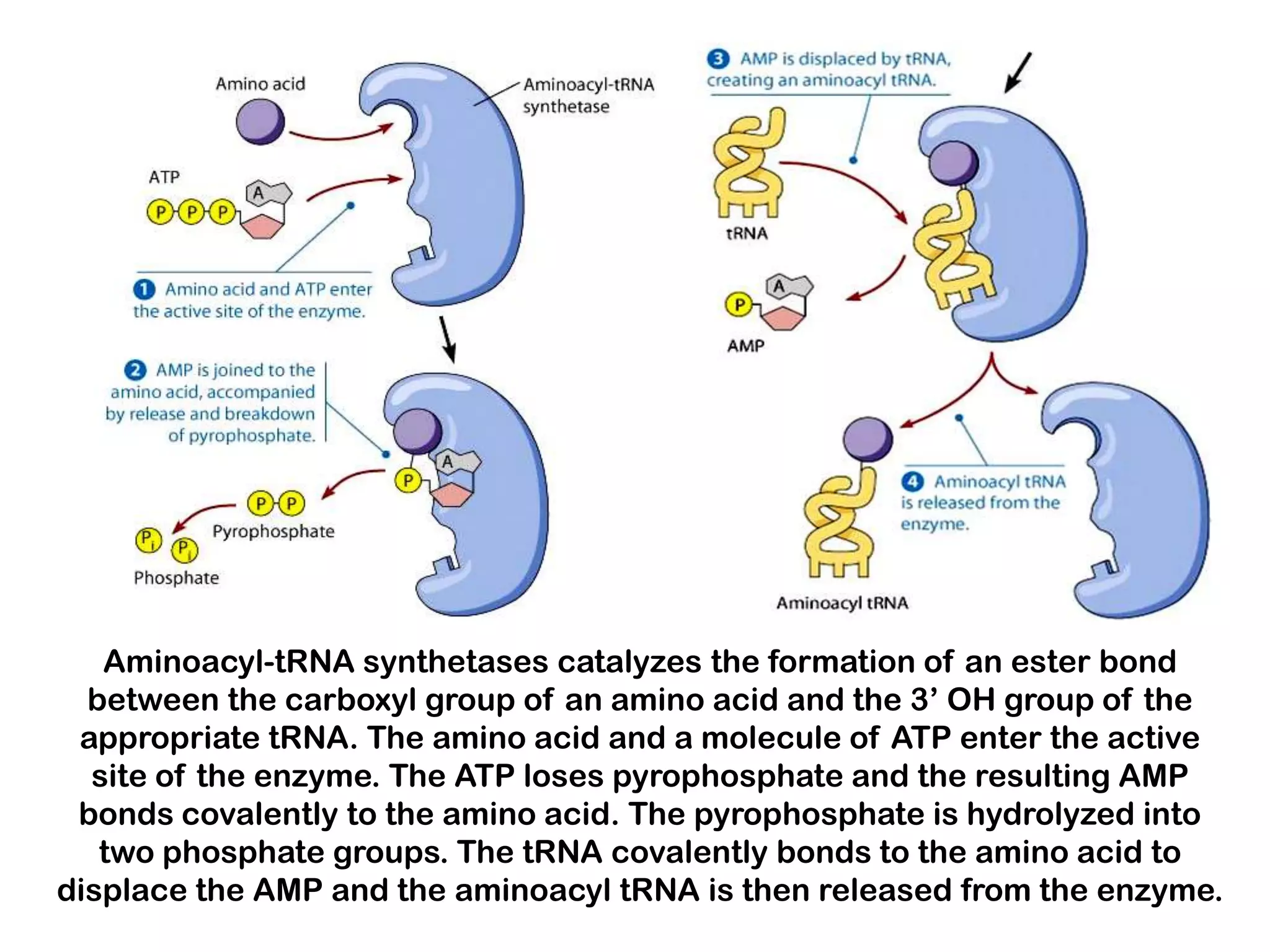 Aminoacyl-tRNA synthetases catalyzes the formation of an ester bond
  between the carboxyl group of an amino acid and the 3’ OH group of the
 appropriate tRNA. The amino acid and a molecule of ATP enter the active
  site of the enzyme. The ATP loses pyrophosphate and the resulting AMP
 bonds covalently to the amino acid. The pyrophosphate is hydrolyzed into
   two phosphate groups. The tRNA covalently bonds to the amino acid to
displace the AMP and the aminoacyl tRNA is then released from the enzyme.
 